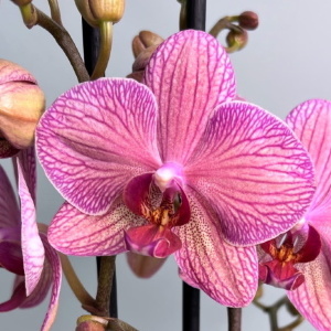 Фаленопсис с прожилками