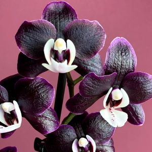 Фаленопсис чёрный