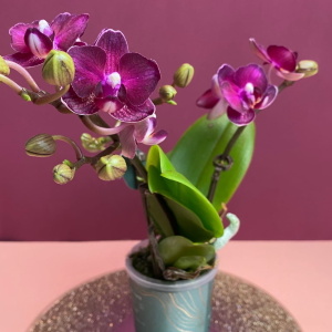 Фаленопсис Мини