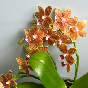 Фаленопсис Мультифлора