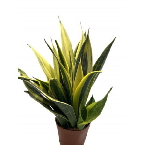 Голден Флейм