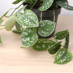 Сциндапсус