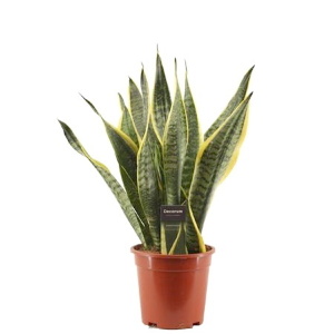 Футура Суперба