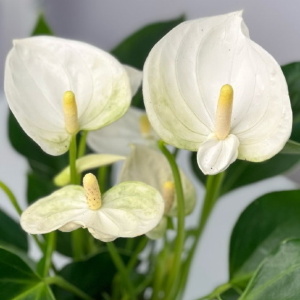 Белые антуриумы