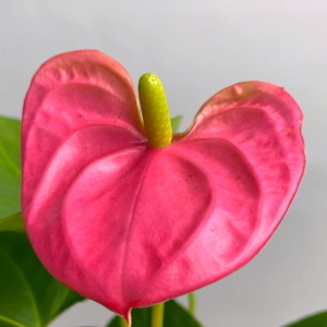 Розовые антуриумы