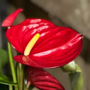 Красные антуриумы