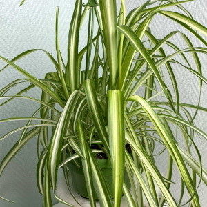 Хлорофитум