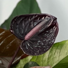 Чёрные антуриумы