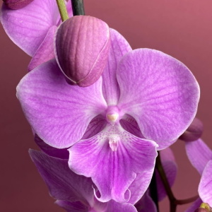 Фаленопсис Биг Лип