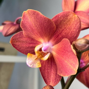 Фаленопсис оранжевый