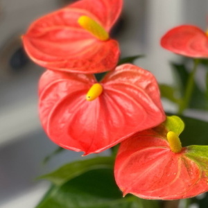 Оранжевые антуриумы