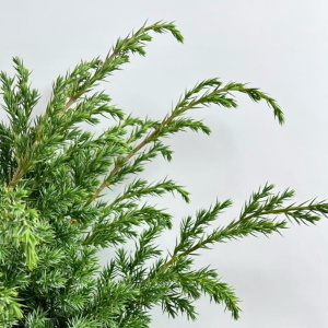 Можжевельник