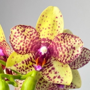 Фаленопсис крапчатый