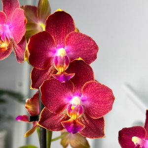 Фаленопсис красный