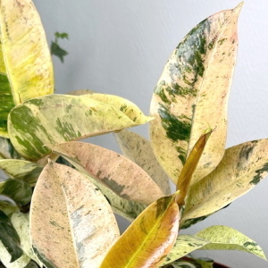 Шривериана