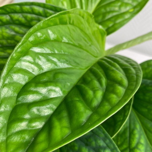 Пиннатипартита