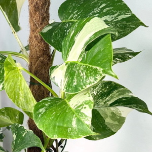 Монстера вариегатная