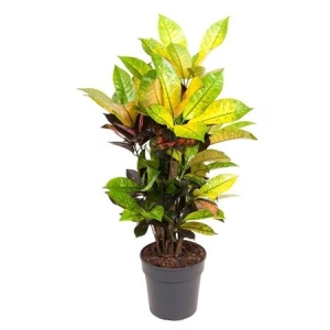 Миссис Айстон