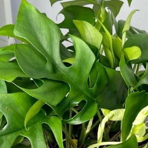 Рафидофора