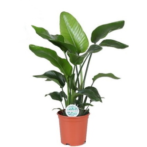 Стрелиция Николая