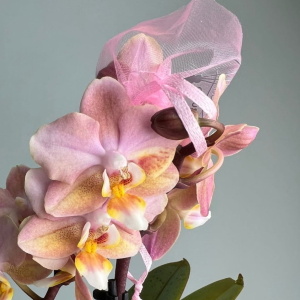 Фаленопсис Арома