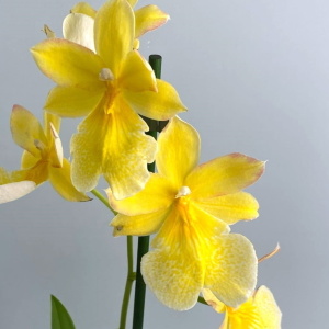 Жёлтые орхидеи