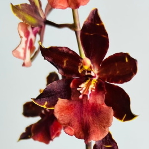 Ароматные орхидеи
