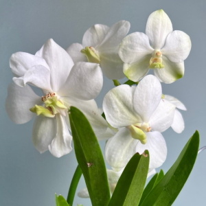 Белые орхидеи