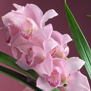 Розовые орхидеи