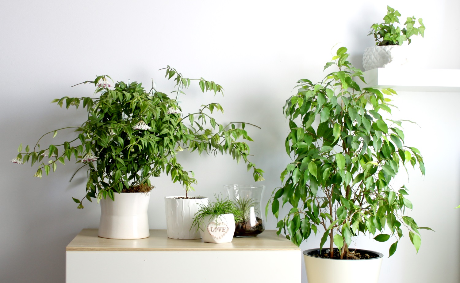 Несколько идей как украсить ваш интерьер комнатными растениями